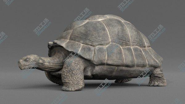 images/goods_img/20210312/Giant  Tortoise Animated model/5.jpg